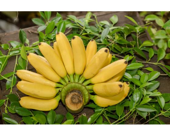 Malaysia 40-Days Banana