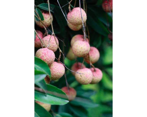 Thailand Lychee