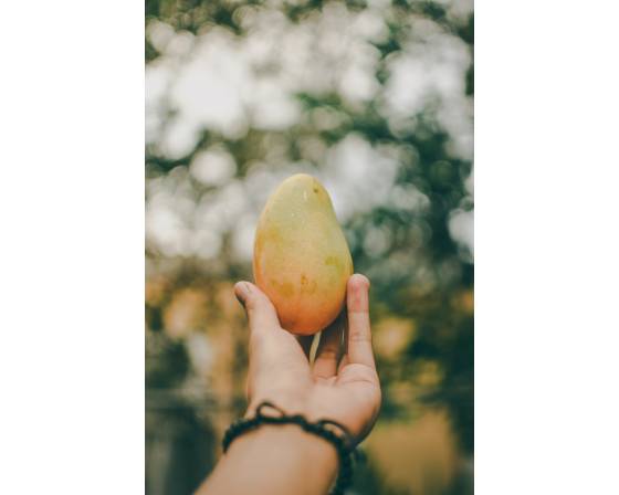 Thailand King Mango